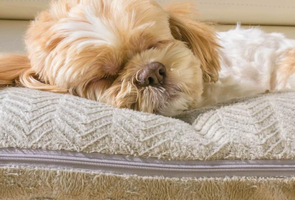 Dog sleeping on a soft pillow.
